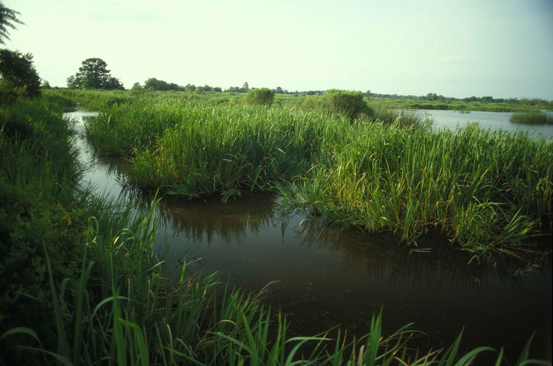 Expansive_view_of_wetlands_containing_meandering_waterways_and_vegetation